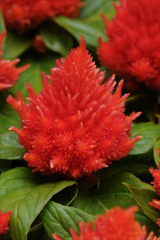 Foto de variedad de flores para ser usadas como: Maceta y planta de temporada Celosia plumosa Icecream Orange