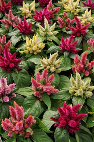 Foto de variedad de flores para ser usadas como: Maceta y planta de temporada Celosia spicata Kosmo Mixture