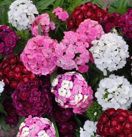 Foto de variedad de flores para ser usadas como: Maceta y planta de temporada Dianthus barbatus Dash Mixture