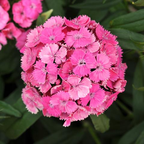 Foto de variedad de flores para ser usadas como: Maceta y planta de temporada Dianthus barbatus Dash Pink