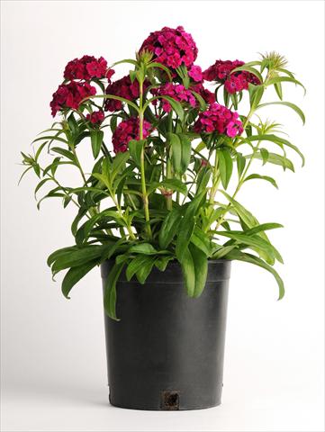 Foto de variedad de flores para ser usadas como: Maceta y planta de temporada Dianthus barbatus Dash Violet