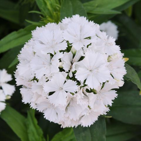 Foto de variedad de flores para ser usadas como: Maceta y planta de temporada Dianthus barbatus Dash White
