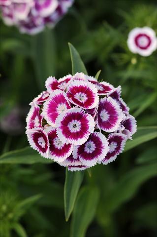 Foto de variedad de flores para ser usadas como: Maceta y planta de temporada Dianthus barbatus Sweet Purple White Bicolor