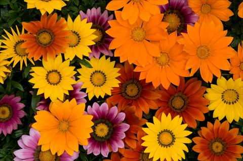 Foto de variedad de flores para ser usadas como: Maceta y planta de temporada Gazania rigens New Day F1 Bright Mixture