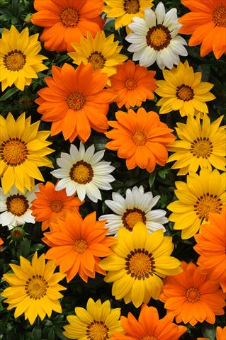 Foto de variedad de flores para ser usadas como: Maceta y planta de temporada Gazania rigens New Day F1 Sunny Side Up Mixture