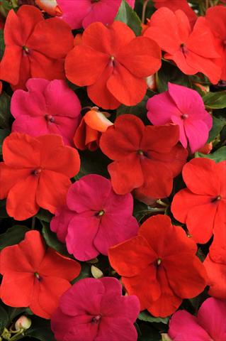 Foto de variedad de flores para ser usadas como: Maceta, planta de temporada, patio Impatiens walleriana Impreza™ Intense Mixture