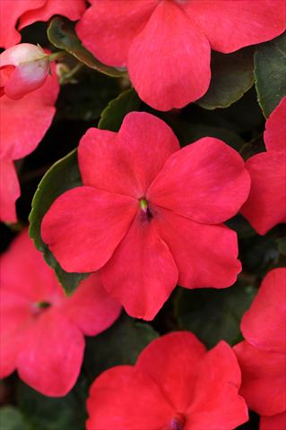 Foto de variedad de flores para ser usadas como: Maceta, planta de temporada, patio Impatiens walleriana Impreza™ Punch