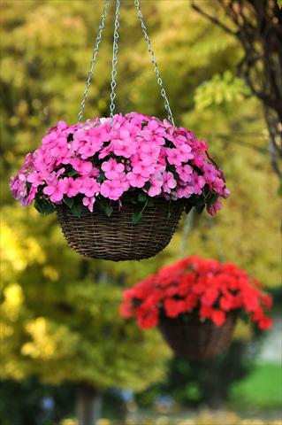 Foto de variedad de flores para ser usadas como: Maceta, planta de temporada, patio Impatiens walleriana Super Elfin™ XP Deep Pink