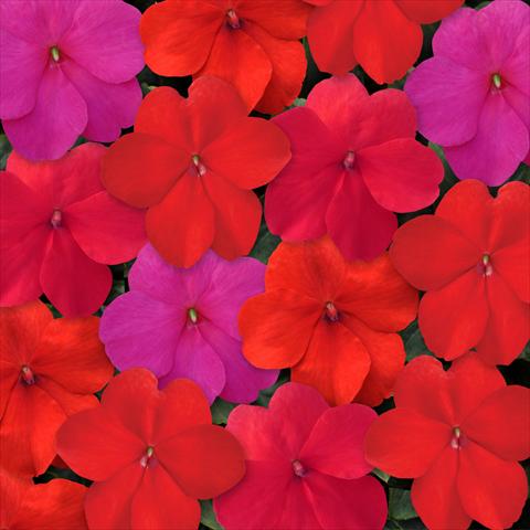 Foto de variedad de flores para ser usadas como: Maceta, planta de temporada, patio Impatiens walleriana Super Elfin™ XP Hot Mixture