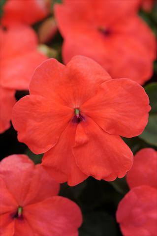 Foto de variedad de flores para ser usadas como: Maceta, planta de temporada, patio Impatiens walleriana Super Elfin™ XP Salmon