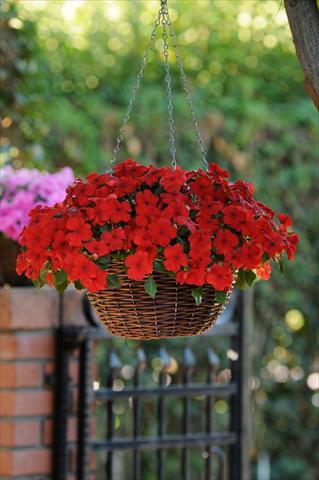 Foto de variedad de flores para ser usadas como: Maceta, planta de temporada, patio Impatiens walleriana Super Elfin™ XP Scarlet