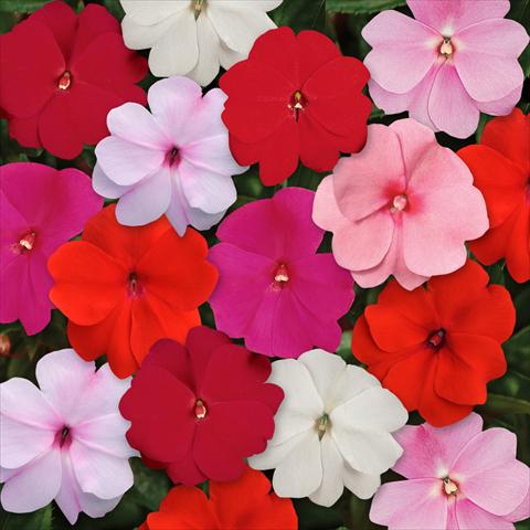 Foto de variedad de flores para ser usadas como: Maceta, planta de temporada, patio Impatiens N. Guinea Divine Mixture