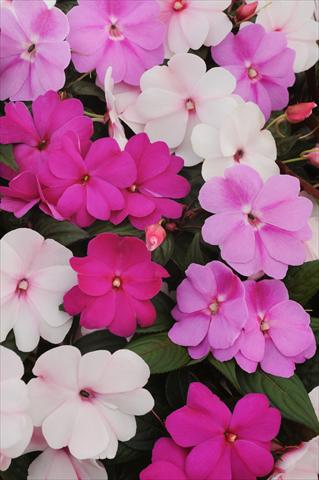 Foto de variedad de flores para ser usadas como: Maceta, planta de temporada, patio Impatiens N. Guinea Divine Mystic Mixture