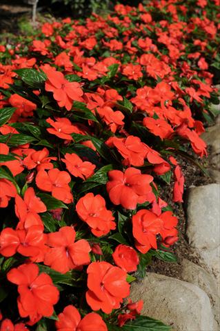 Foto de variedad de flores para ser usadas como: Maceta, planta de temporada, patio Impatiens N. Guinea Divine Orange