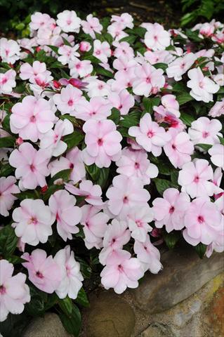 Foto de variedad de flores para ser usadas como: Maceta, planta de temporada, patio Impatiens N. Guinea Divine Pink Pearl