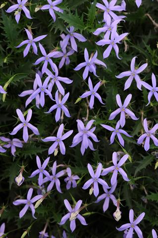 Foto de variedad de flores para ser usadas como: Maceta y planta de temporada Laurentia Gemini Blue