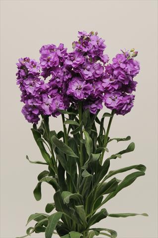 Foto de variedad de flores para ser usadas como: Maceta y planta de temporada Matthiola incana Katz Blue