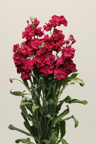 Foto de variedad de flores para ser usadas como: Maceta y planta de temporada Matthiola incana Katz Ruby