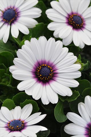 Foto de variedad de flores para ser usadas como: Maceta y planta de temporada Osteospermum ecklonis Akila White with Purple Eye