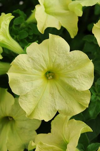 Foto de variedad de flores para ser usadas como: Maceta, patio, Tarrina de colgar Petunia grandiflora Sophistica Lime Green