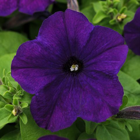Foto de variedad de flores para ser usadas como: Maceta, patio, Tarrina de colgar Petunia multiflora Lo Rider Blue