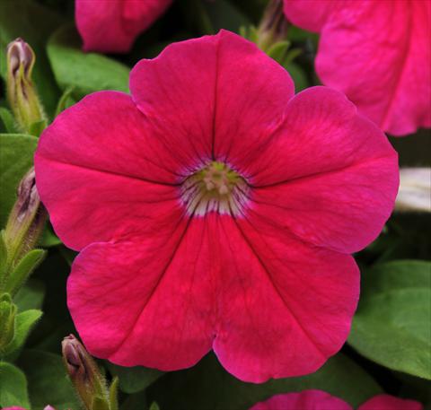 Foto de variedad de flores para ser usadas como: Maceta, patio, Tarrina de colgar Petunia multiflora Lo Rider Pink