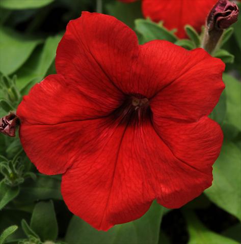 Foto de variedad de flores para ser usadas como: Maceta, patio, Tarrina de colgar Petunia multiflora Lo Rider Red
