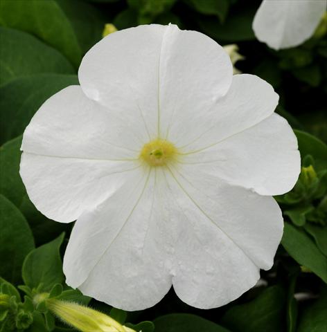 Foto de variedad de flores para ser usadas como: Maceta, patio, Tarrina de colgar Petunia multiflora Lo Rider White