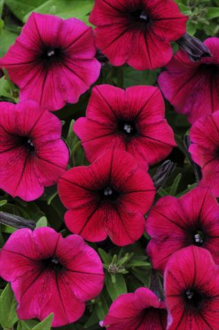 Foto de variedad de flores para ser usadas como: Maceta, patio, Tarrina de colgar Petunia x hybrida Shock Wave™ Deep Purple