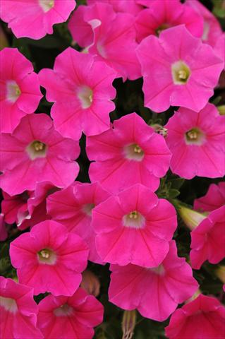 Foto de variedad de flores para ser usadas como: Maceta, patio, Tarrina de colgar Petunia x hybrida Shock Wave™ Rose