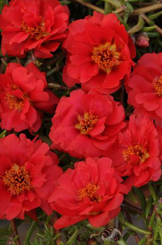 Foto de variedad de flores para ser usadas como: Maceta, planta de temporada, patio Portulaca Happy Trails Deep Red