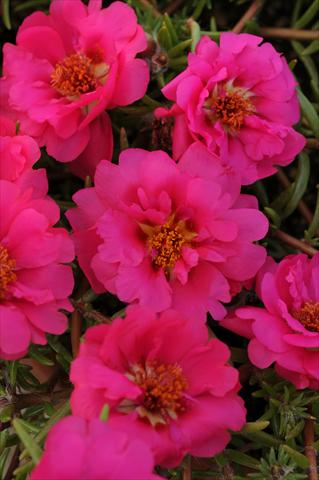 Foto de variedad de flores para ser usadas como: Maceta, planta de temporada, patio Portulaca Happy Trails Fuchsia