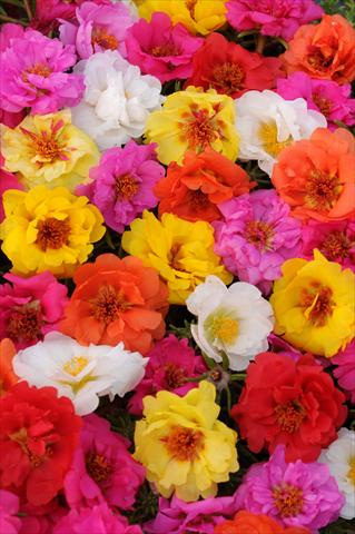Foto de variedad de flores para ser usadas como: Maceta, planta de temporada, patio Portulaca Happy Trails Mixture
