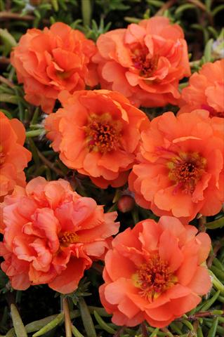 Foto de variedad de flores para ser usadas como: Maceta, planta de temporada, patio Portulaca Happy Trails Orange