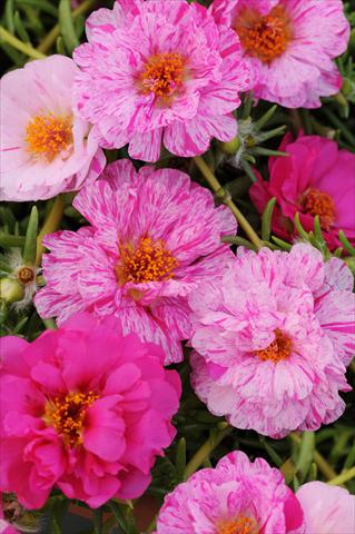 Foto de variedad de flores para ser usadas como: Maceta, planta de temporada, patio Portulaca Happy Trails Peppermint
