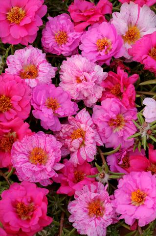 Foto de variedad de flores para ser usadas como: Maceta, planta de temporada, patio Portulaca Happy Trails Pink Passion Mixture
