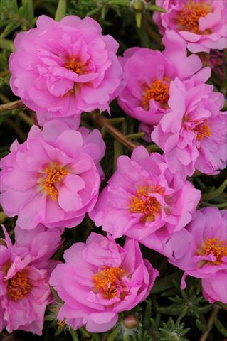 Foto de variedad de flores para ser usadas como: Maceta, planta de temporada, patio Portulaca Happy Trails Pink