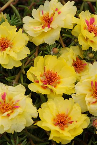 Foto de variedad de flores para ser usadas como: Maceta, planta de temporada, patio Portulaca Happy Trails Primrose