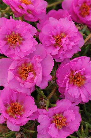 Foto de variedad de flores para ser usadas como: Maceta, planta de temporada, patio Portulaca Happy Trails Rosita