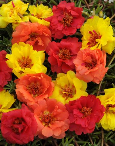 Foto de variedad de flores para ser usadas como: Maceta, planta de temporada, patio Portulaca Happy Trails Tropical Mixture