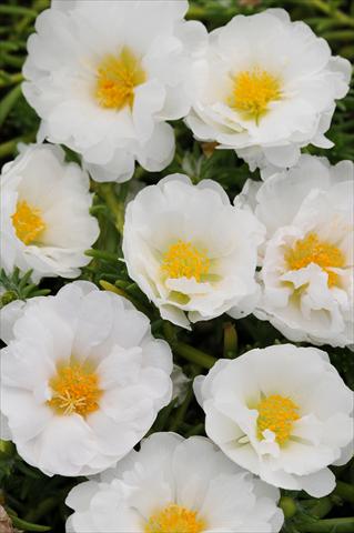 Foto de variedad de flores para ser usadas como: Maceta, planta de temporada, patio Portulaca Happy Trails White