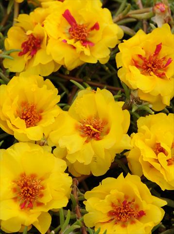 Foto de variedad de flores para ser usadas como: Maceta, planta de temporada, patio Portulaca Happy Trails Yellow