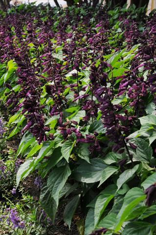 Foto de variedad de flores para ser usadas como: Maceta y planta de temporada Salvia splendens Lighthouse Collection Purple
