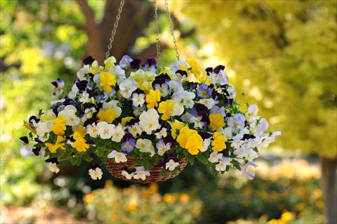 Foto de variedad de flores para ser usadas como: Maceta, planta de temporada, patio Viola wittrockiana Cool Wave Pansies Mixture