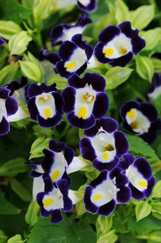 Foto de variedad de flores para ser usadas como: Maceta, patio, Tarrina de colgar Torenia Kauai Blue and White