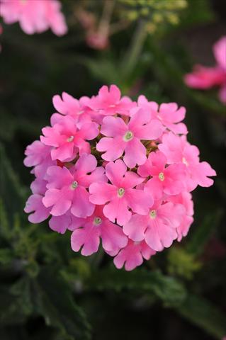 Foto de variedad de flores para ser usadas como: Maceta, patio, Tarrina de colgar Verbena Quartz XP Pink