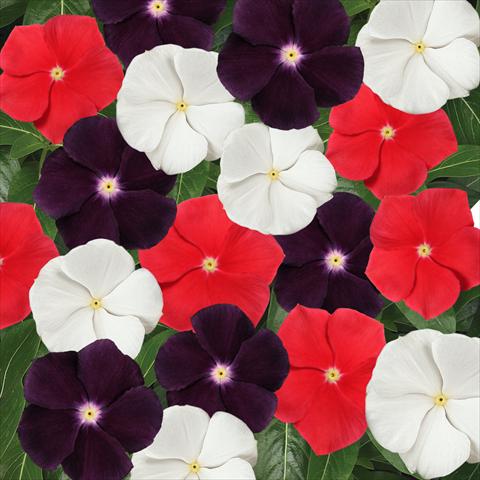 Foto de variedad de flores para ser usadas como: Maceta y planta de temporada Catharanthus roseus - Vinca Jams 