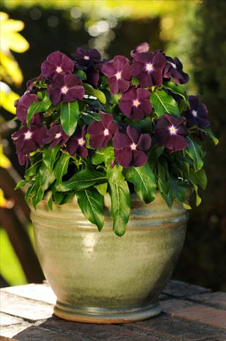 Foto de variedad de flores para ser usadas como: Maceta y planta de temporada Catharanthus roseus - Vinca Jams 