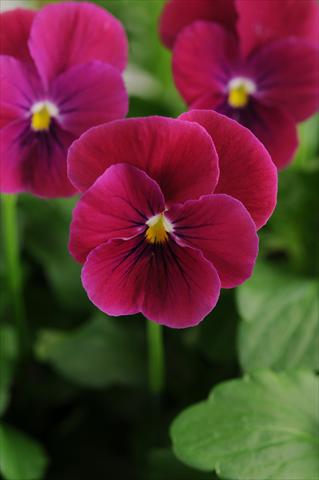 Foto de variedad de flores para ser usadas como: Maceta, planta de temporada, patio Viola cornuta Sorbet™ Carmine Rose