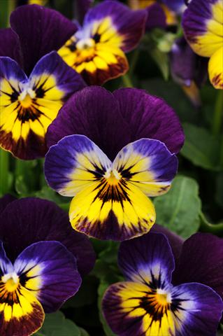 Foto de variedad de flores para ser usadas como: Maceta, planta de temporada, patio Viola cornuta Sorbet™ Midnight Glow